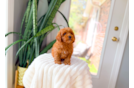 Cute Cavapoo Poodle Mix Pup