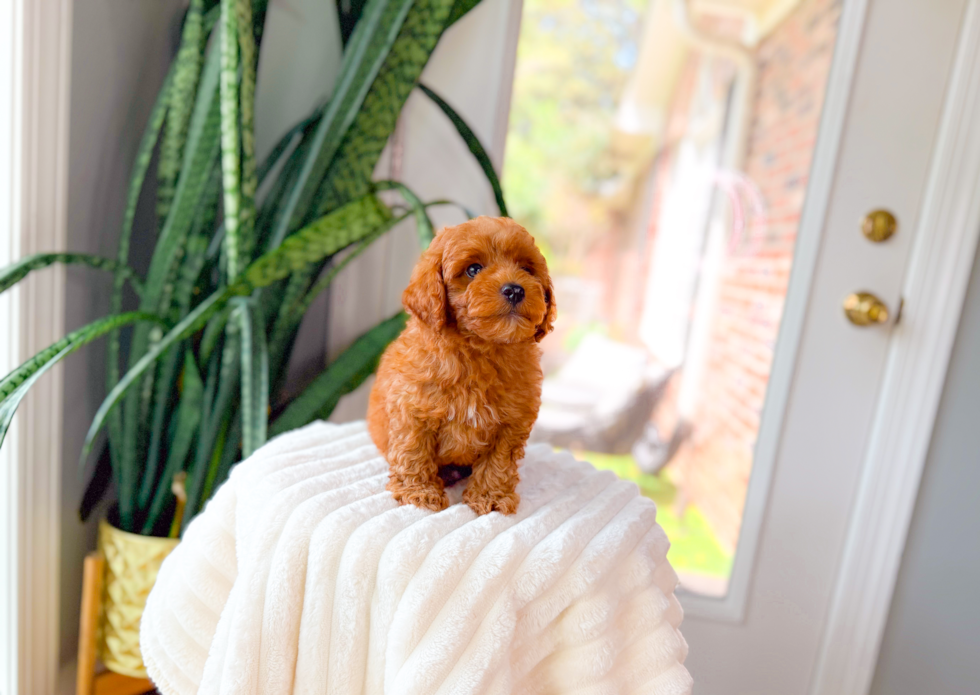 Cute Cavapoo Poodle Mix Pup