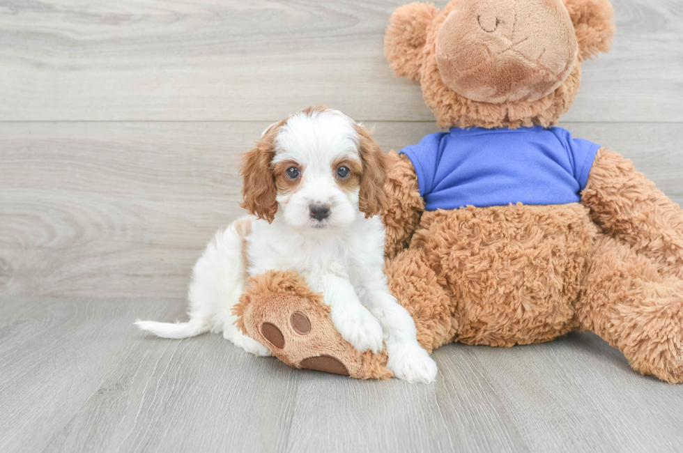 7 week old Cavapoo Puppy For Sale - Simply Southern Pups