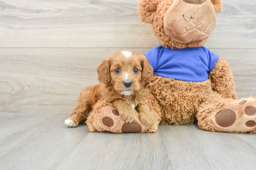 6 week old Cavapoo Puppy For Sale - Simply Southern Pups