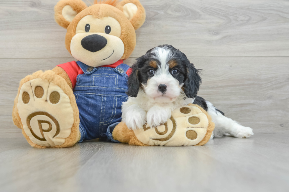 6 week old Cavapoo Puppy For Sale - Simply Southern Pups