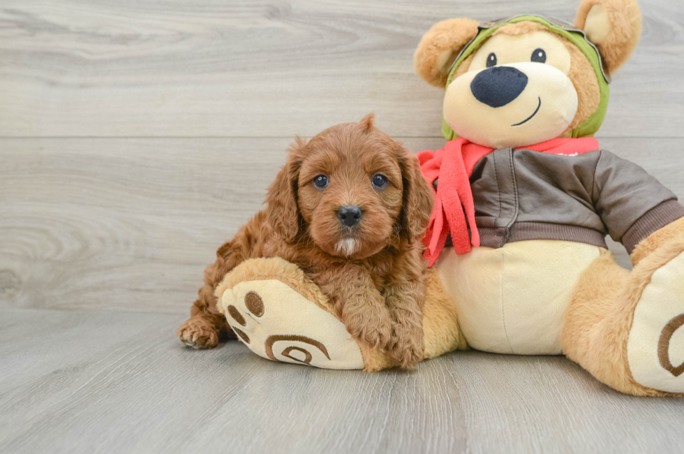 6 week old Cavapoo Puppy For Sale - Simply Southern Pups