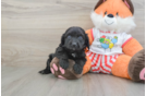 Little Cavipoo Poodle Mix Puppy