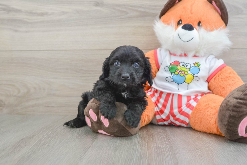 Little Cavipoo Poodle Mix Puppy