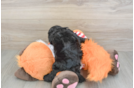 Cavapoo Pup Being Cute
