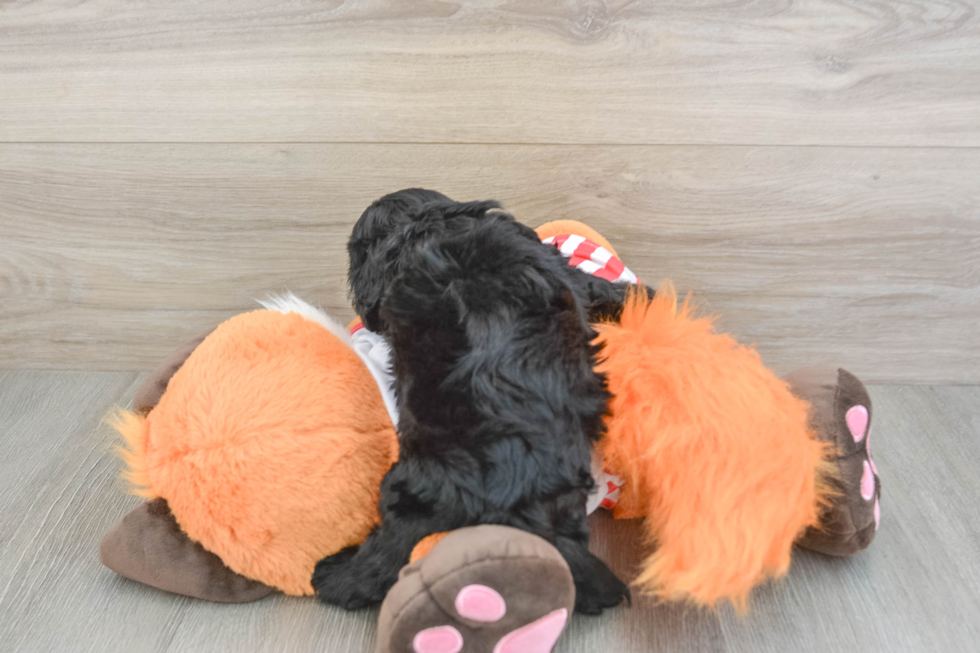 Cavapoo Pup Being Cute
