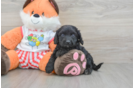 Cavapoo Puppy for Adoption