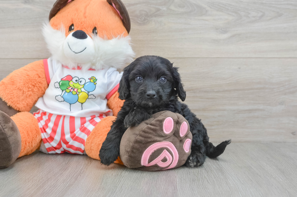 7 week old Cavapoo Puppy For Sale - Simply Southern Pups