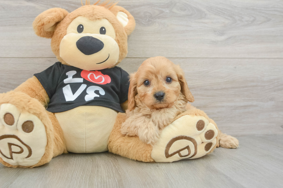 5 week old Cavapoo Puppy For Sale - Simply Southern Pups