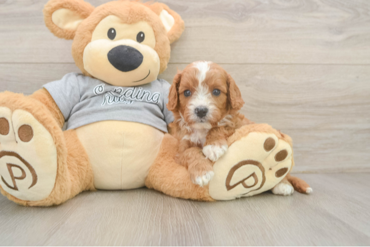 Adorable Cavalier King Charles Spaniel and Poodle Mix Poodle Mix Puppy