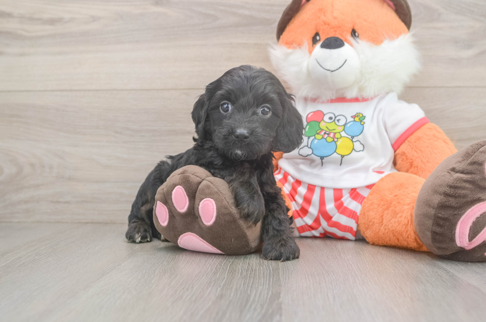 5 week old Cavapoo Puppy For Sale - Simply Southern Pups