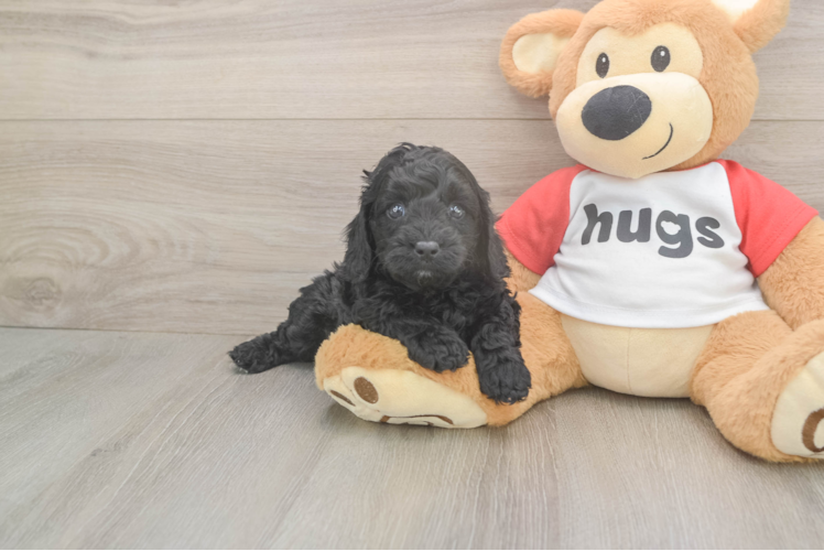 Cavapoo Puppy for Adoption