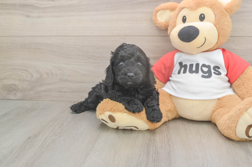 5 week old Cavapoo Puppy For Sale - Simply Southern Pups