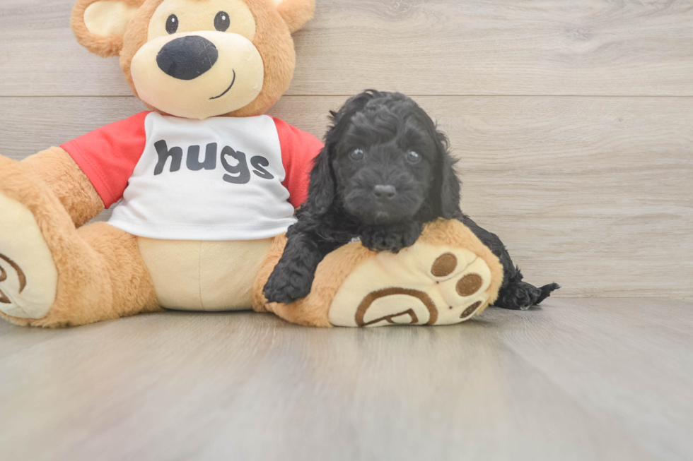 Playful Cavapoodle Poodle Mix Puppy