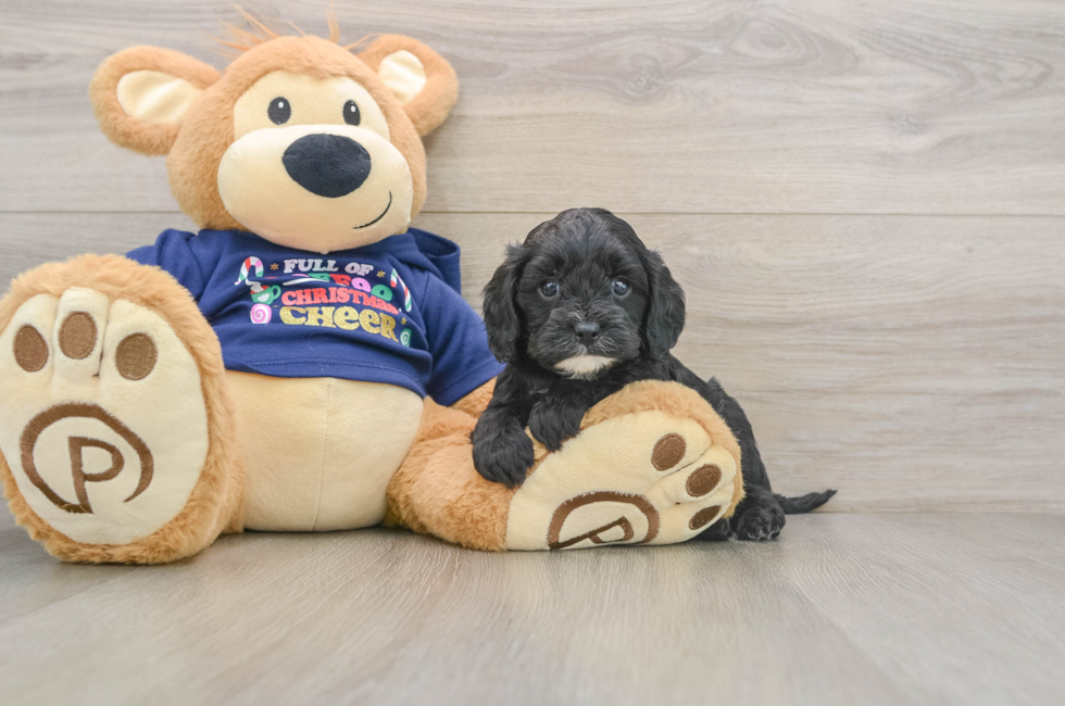 5 week old Cavapoo Puppy For Sale - Simply Southern Pups
