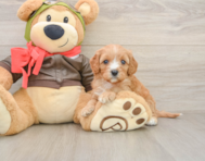 7 week old Cavapoo Puppy For Sale - Simply Southern Pups