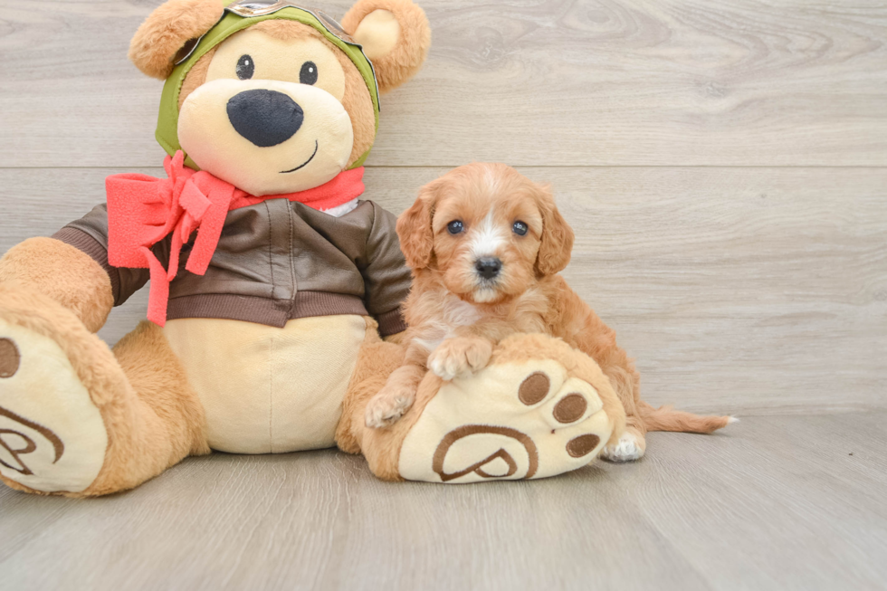 Happy Cavapoo Baby