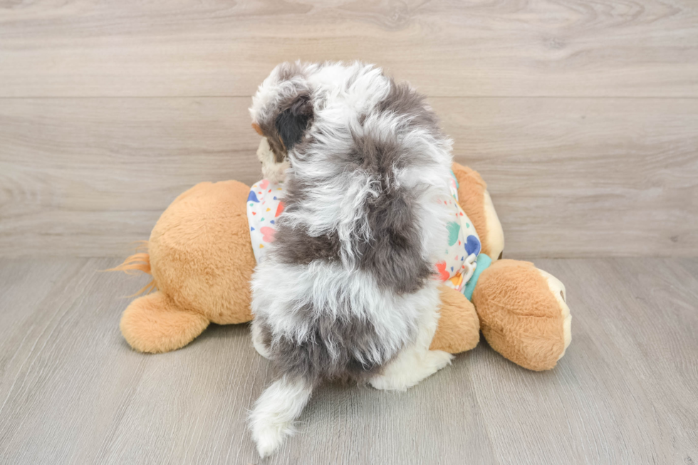Playful Cavapoodle Poodle Mix Puppy