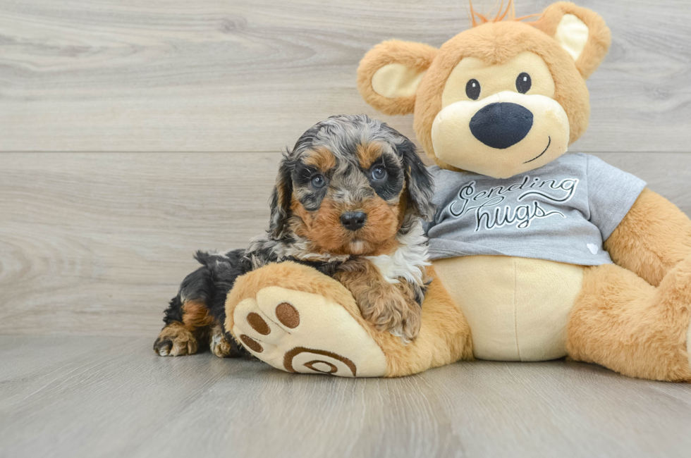 8 week old Cavapoo Puppy For Sale - Simply Southern Pups