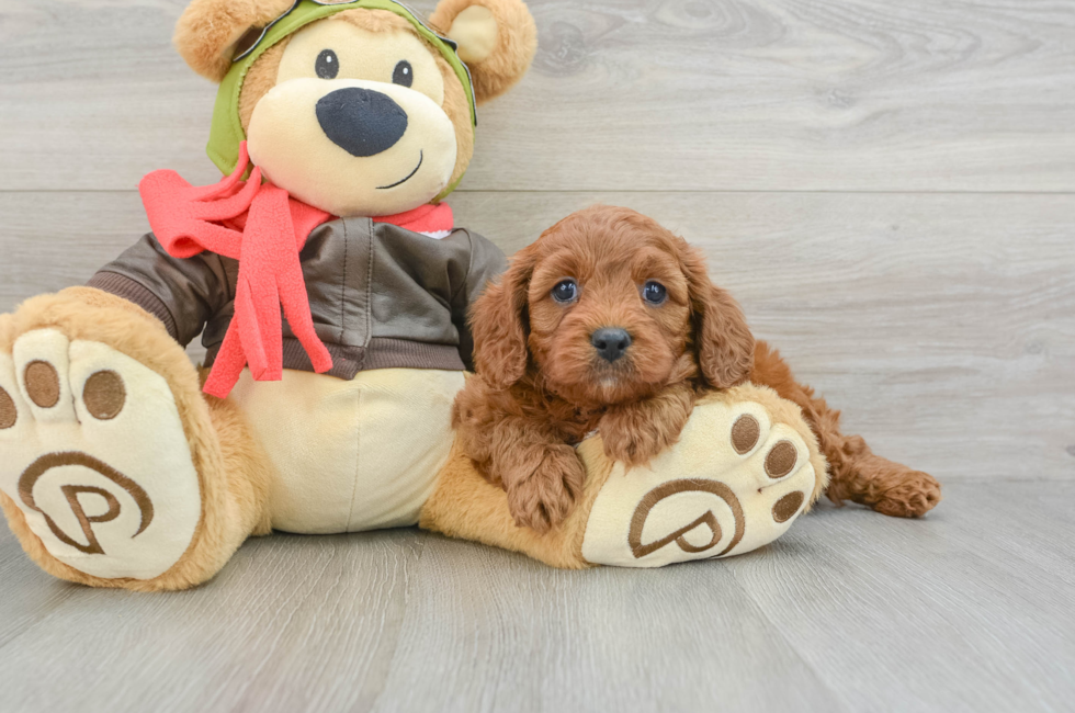 6 week old Cavapoo Puppy For Sale - Simply Southern Pups