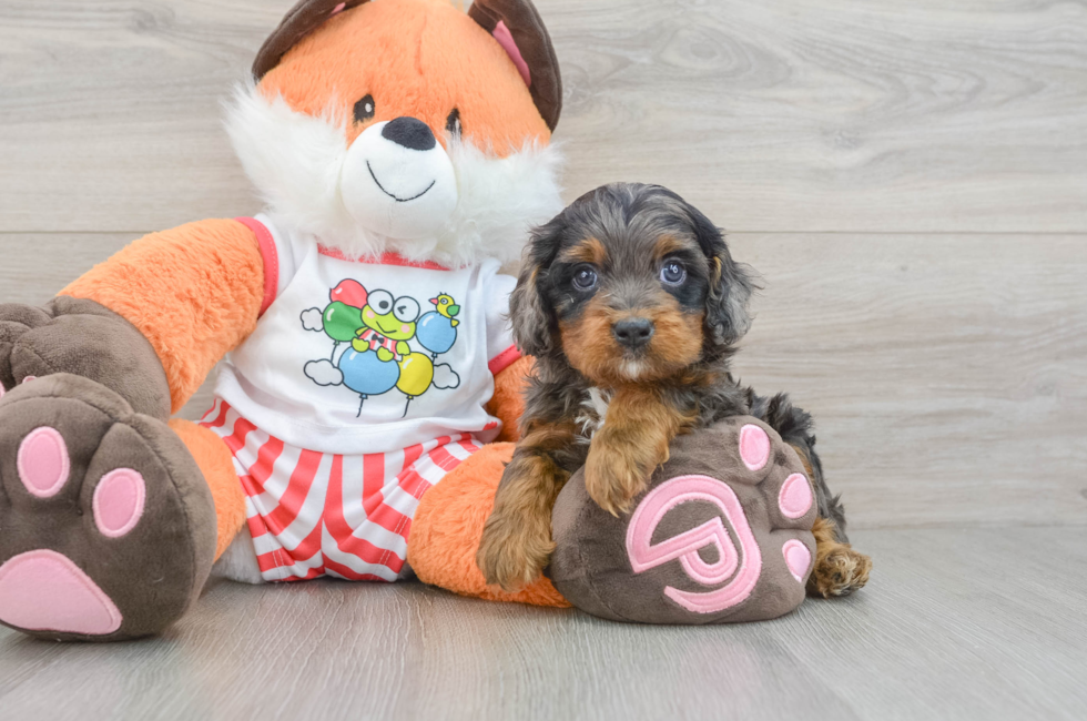 7 week old Cavapoo Puppy For Sale - Simply Southern Pups