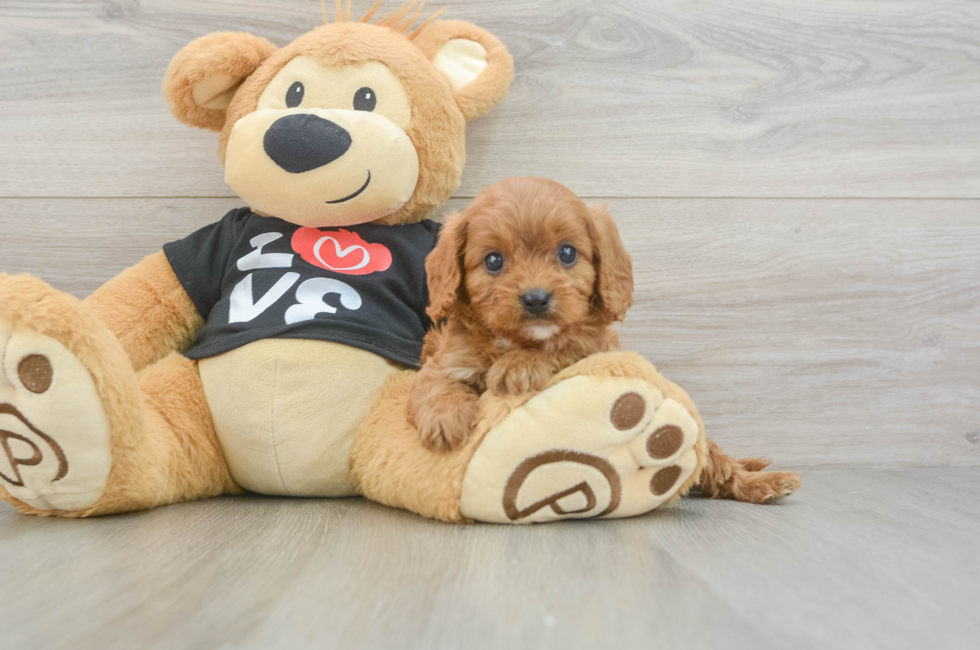 5 week old Cavapoo Puppy For Sale - Simply Southern Pups