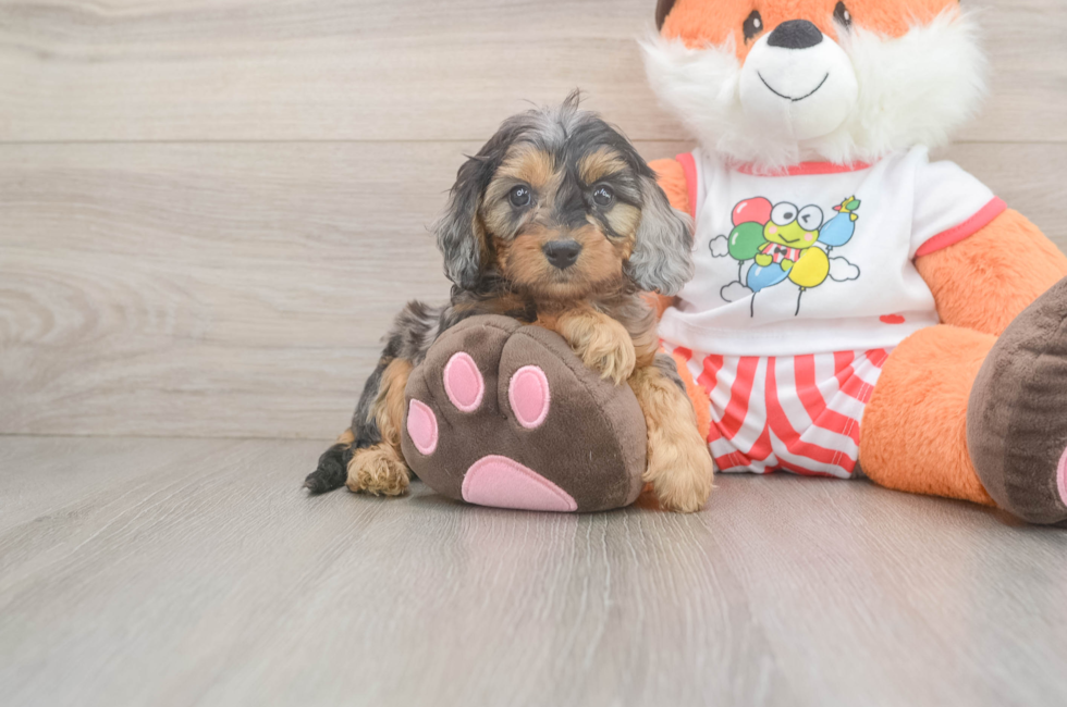 5 week old Cavapoo Puppy For Sale - Simply Southern Pups