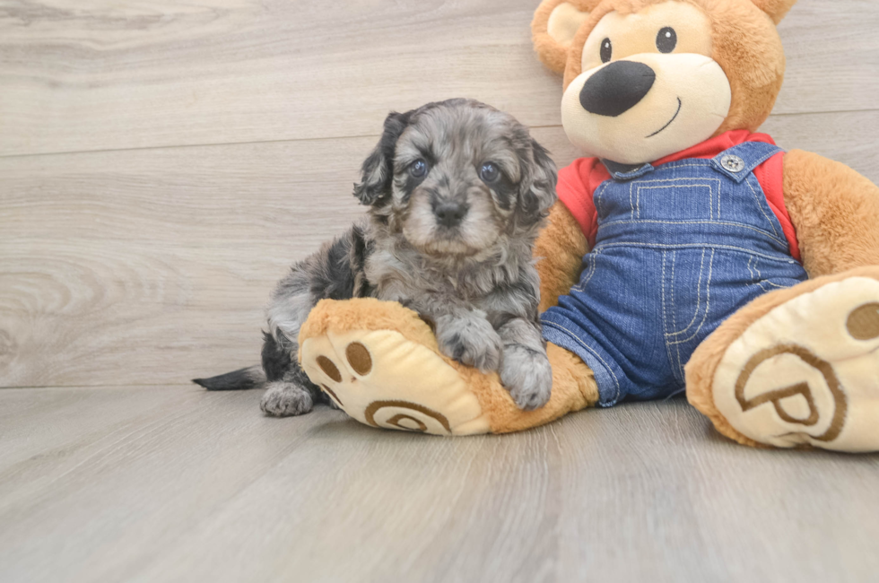 5 week old Cavapoo Puppy For Sale - Simply Southern Pups