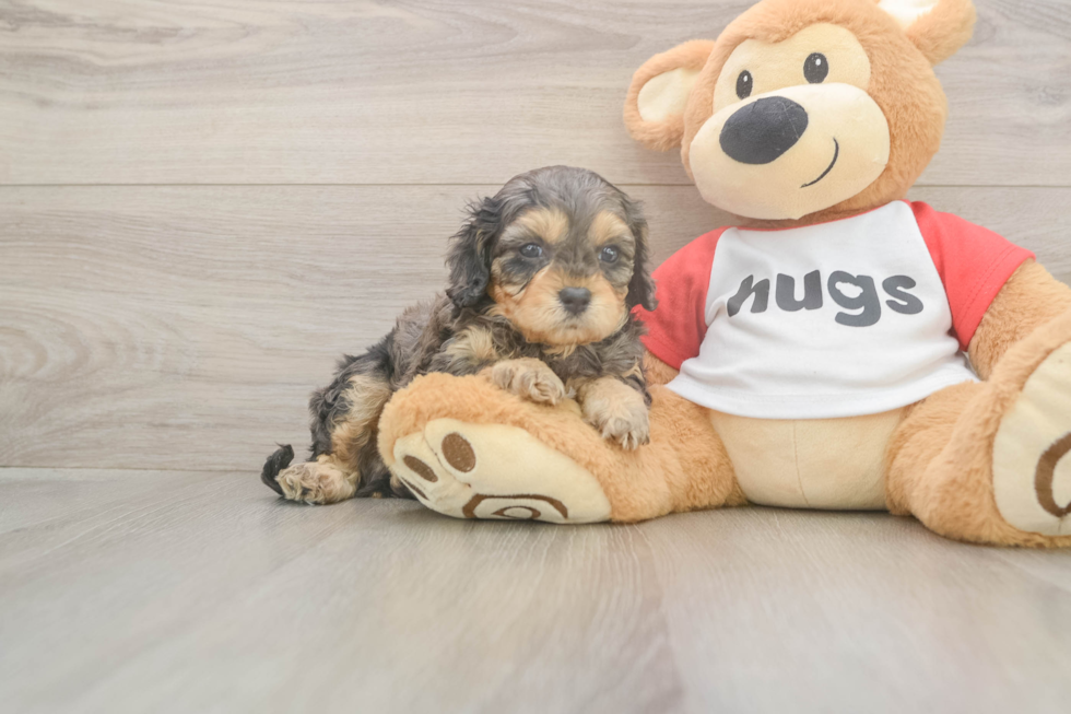 Happy Cavapoo Baby