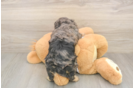 Sweet Cavapoo Baby