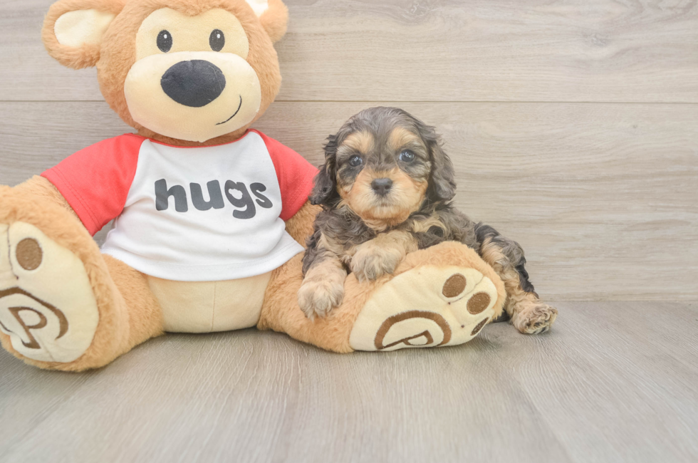 5 week old Cavapoo Puppy For Sale - Simply Southern Pups
