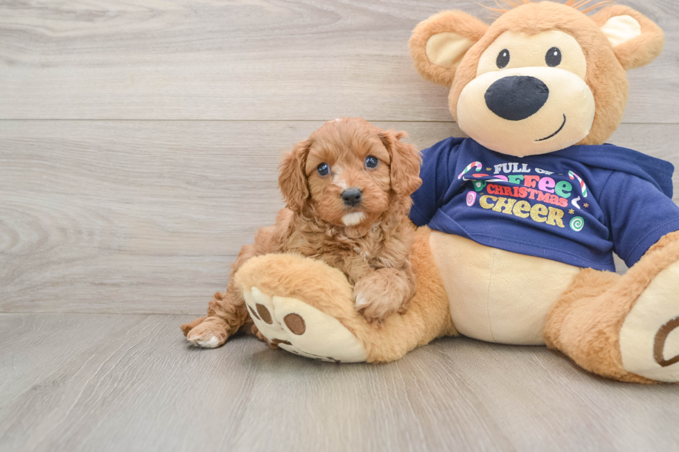 Cavapoo Puppy for Adoption