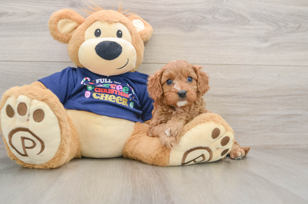 5 week old Cavapoo Puppy For Sale - Simply Southern Pups