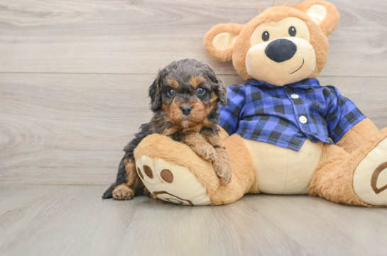 Smart Cavapoo Poodle Mix Pup