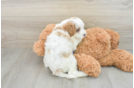 Best Cavapoo Baby