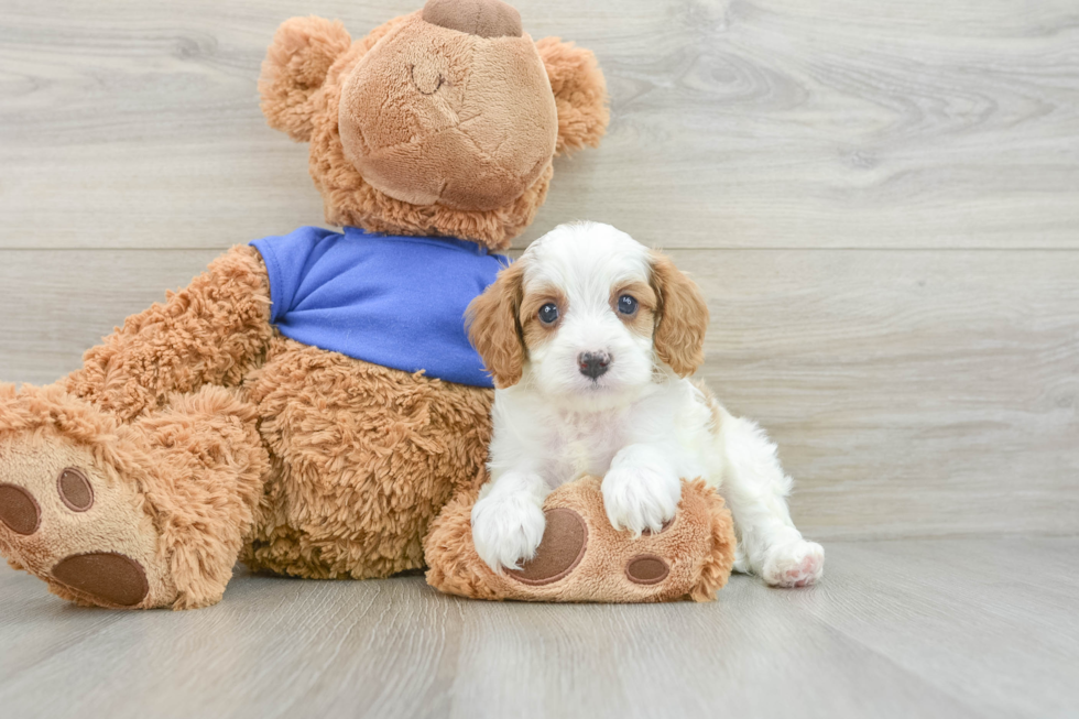 Playful Cavapoodle Poodle Mix Puppy