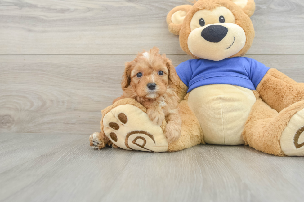 Energetic Cavoodle Poodle Mix Puppy