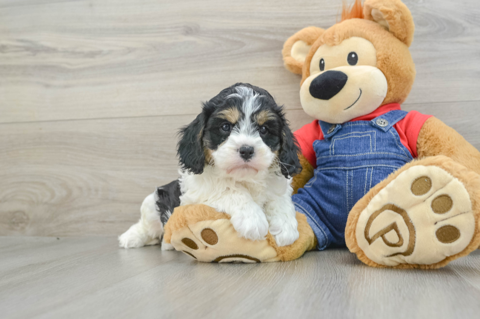 6 week old Cavapoo Puppy For Sale - Simply Southern Pups