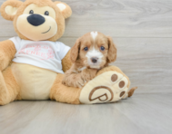 8 week old Cavapoo Puppy For Sale - Simply Southern Pups