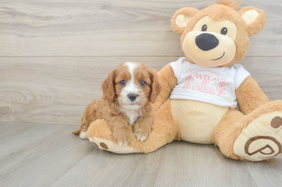 7 week old Cavapoo Puppy For Sale - Simply Southern Pups