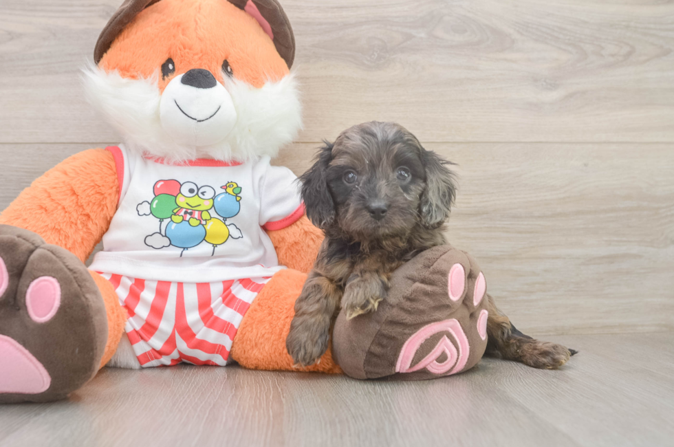 5 week old Cavapoo Puppy For Sale - Simply Southern Pups