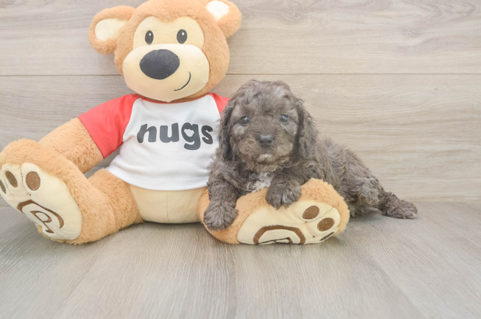 5 week old Cavapoo Puppy For Sale - Simply Southern Pups