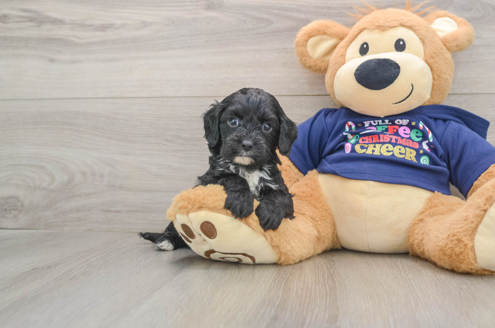 5 week old Cavapoo Puppy For Sale - Simply Southern Pups