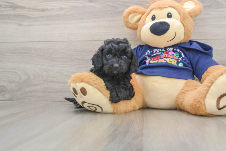 Best Cavapoo Baby
