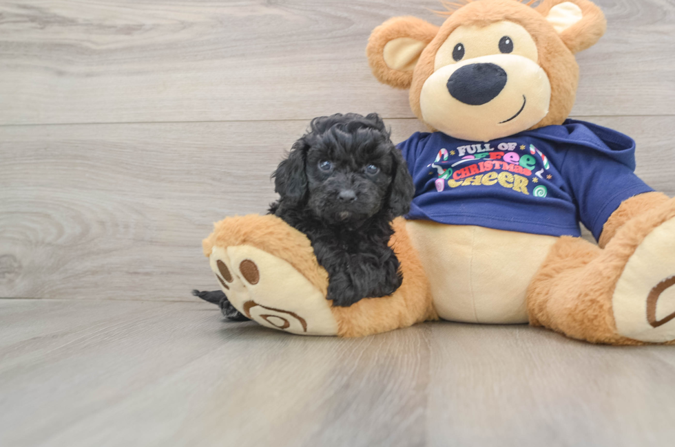 5 week old Cavapoo Puppy For Sale - Simply Southern Pups