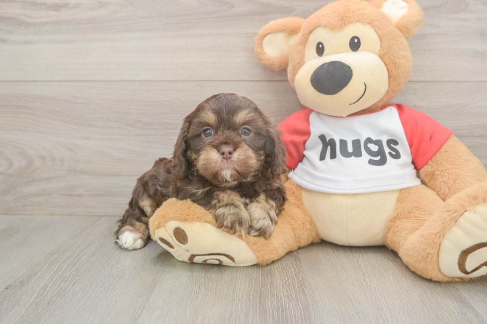 Meet Rory - our Cavapoo Puppy Photo  2/3 - Simply Southern Pups Cavapoo Puppy for Adoption