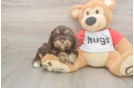 Meet Rory - our Cavapoo Puppy Photo  2/3 - Simply Southern Pups Cavapoo Puppy for Adoption