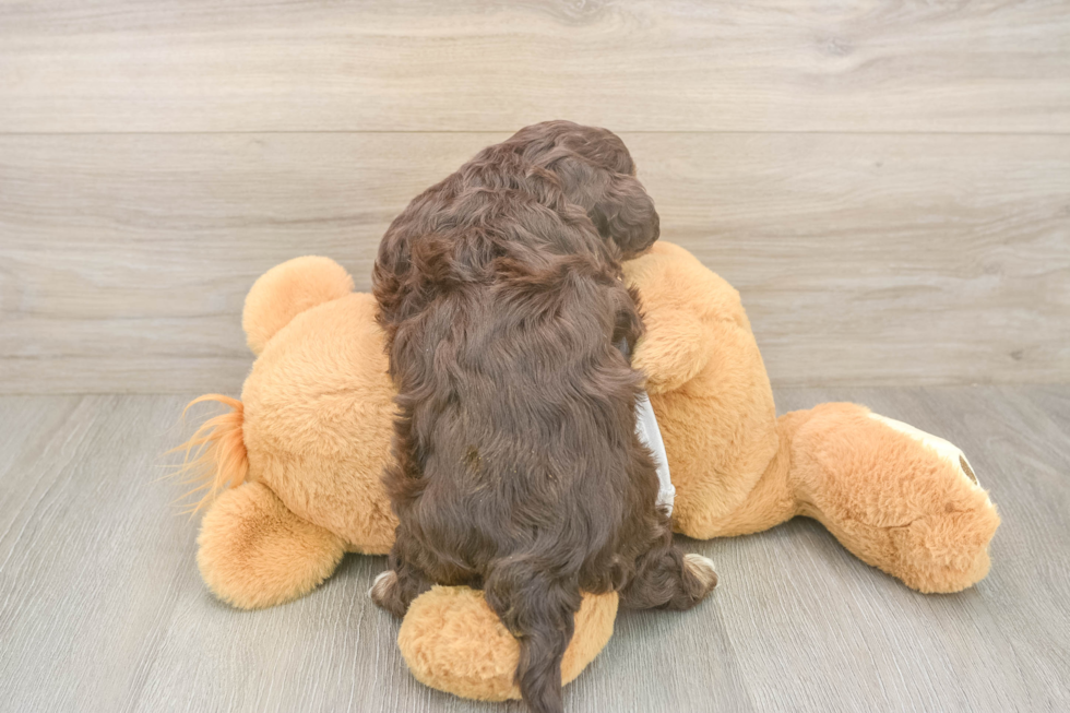 Meet Rory - our Cavapoo Puppy Photo  3/3 - Simply Southern Pups Best Cavapoo Baby