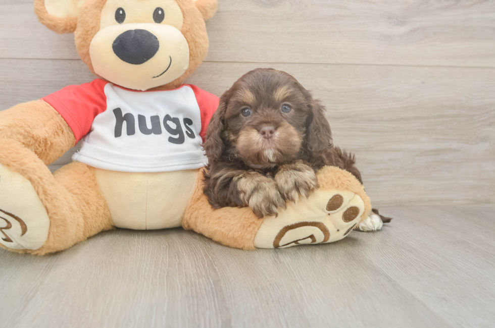 6 week old Cavapoo Puppy For Sale - Simply Southern Pups