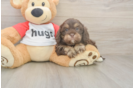Meet Rory - our Cavapoo Puppy Photo  1/3 - Simply Southern Pups Friendly Cavapoo Baby